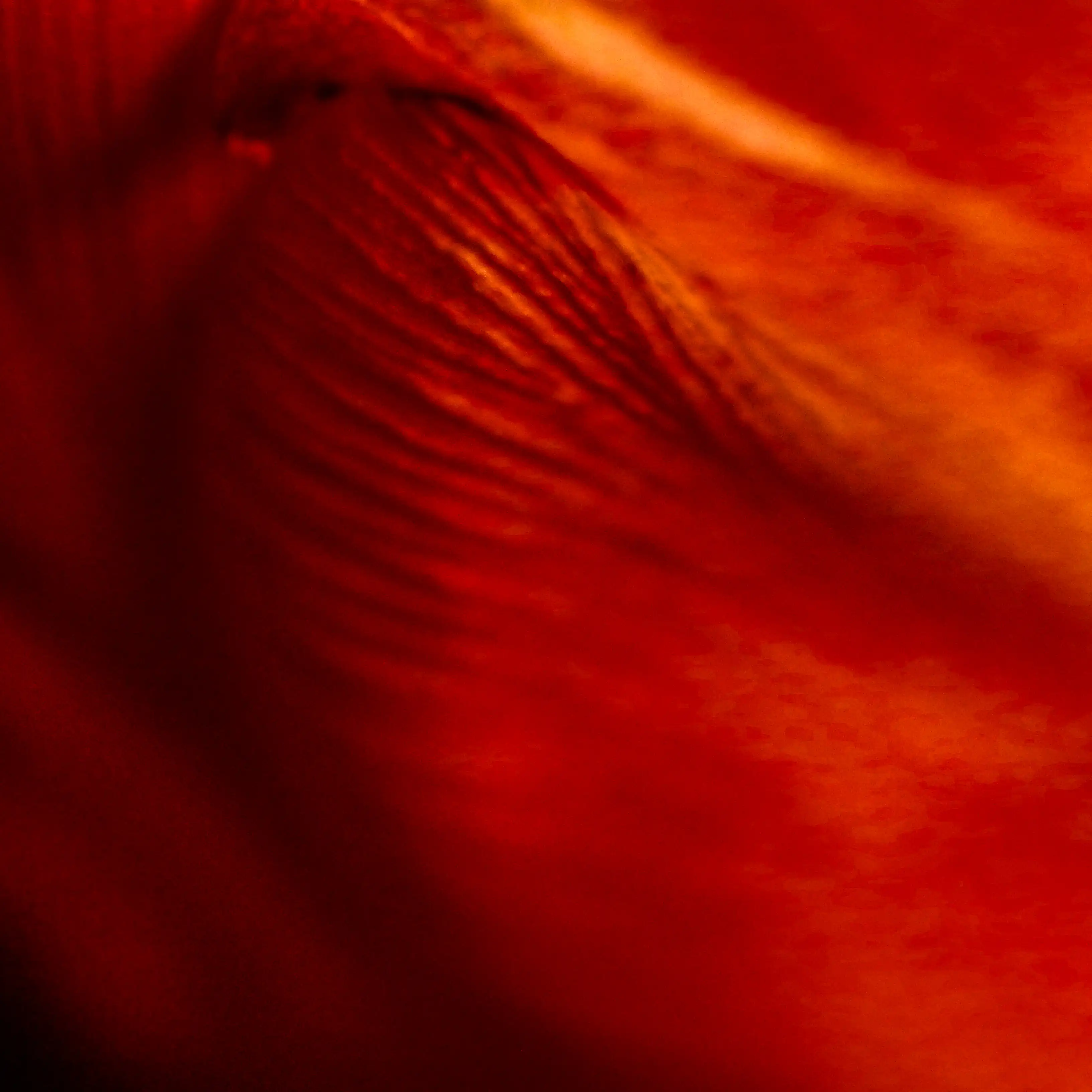 ROT II